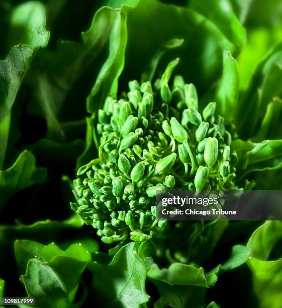 Broccoli rabe has beautiful color, bold flavor, and is rich in vitamins A and K.