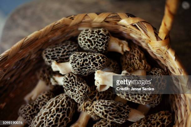 morel mushrooms - morel mushroom stock-fotos und bilder