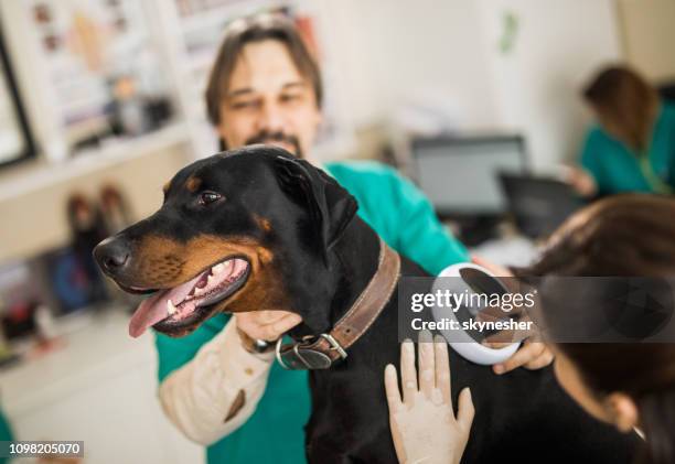 veterinarians scanning doberman's chip at animal hospital. - microprocessori stock pictures, royalty-free photos & images