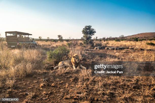 safari in kruger national park - nelspruit stock-fotos und bilder