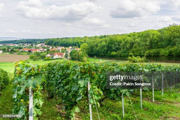 row vine grape in champagne vineyards at montagne de reims - エペルネ ストックフォトと画像