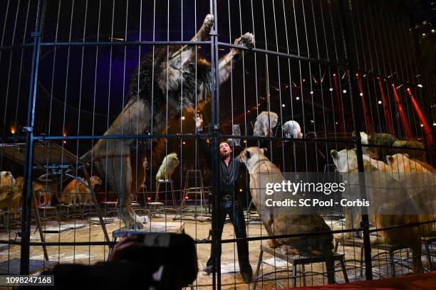 Lions perform during the Gala Ceremony of the 43rd International Circus Festival of Monte-Carlo on January 22, 2019 in Monaco, Monaco.