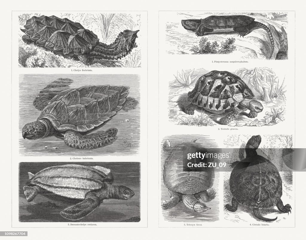 Turtles, wood engravings, published in 1897