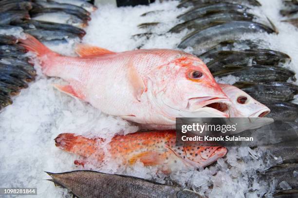 fresh fish at a market - poisson cru photos et images de collection