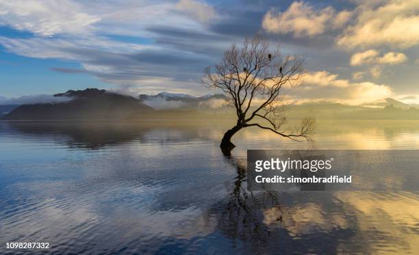alba sul famoso albero del lago wanaka - lago wanaka foto e immagini stock
