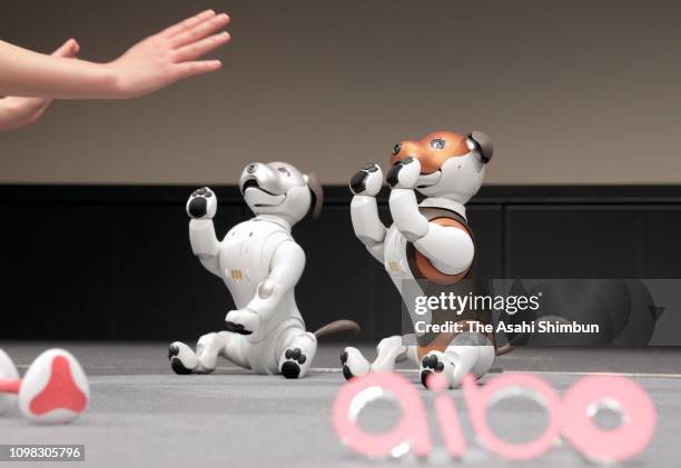 Sony's robot dog 'Aibo' are demonstrated during a press conference on January 23, 2019 in Tokyo, Japan. The robot now equipped AI enable to check...