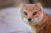 Portrait of a yellow mongoose