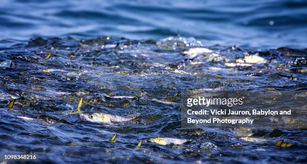 bunker or menhaden fish swimming on water's surface during whale watch off long beach, new york - large group of animals stock pictures, royalty-free photos & images