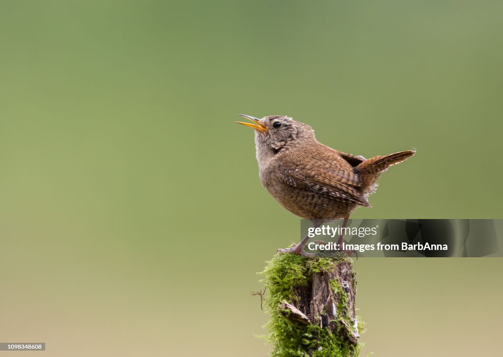Wren sitting on wooden post singing
