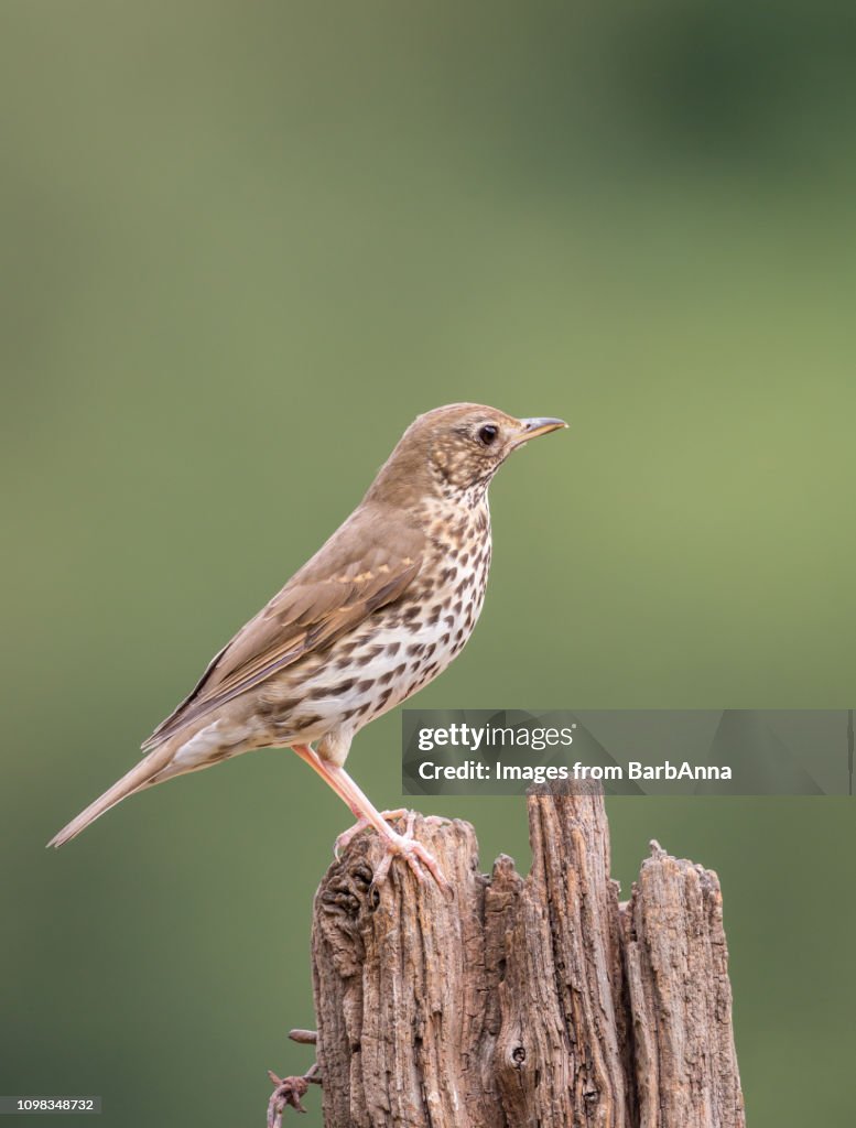 Mistle Thrush on wooden post, UK