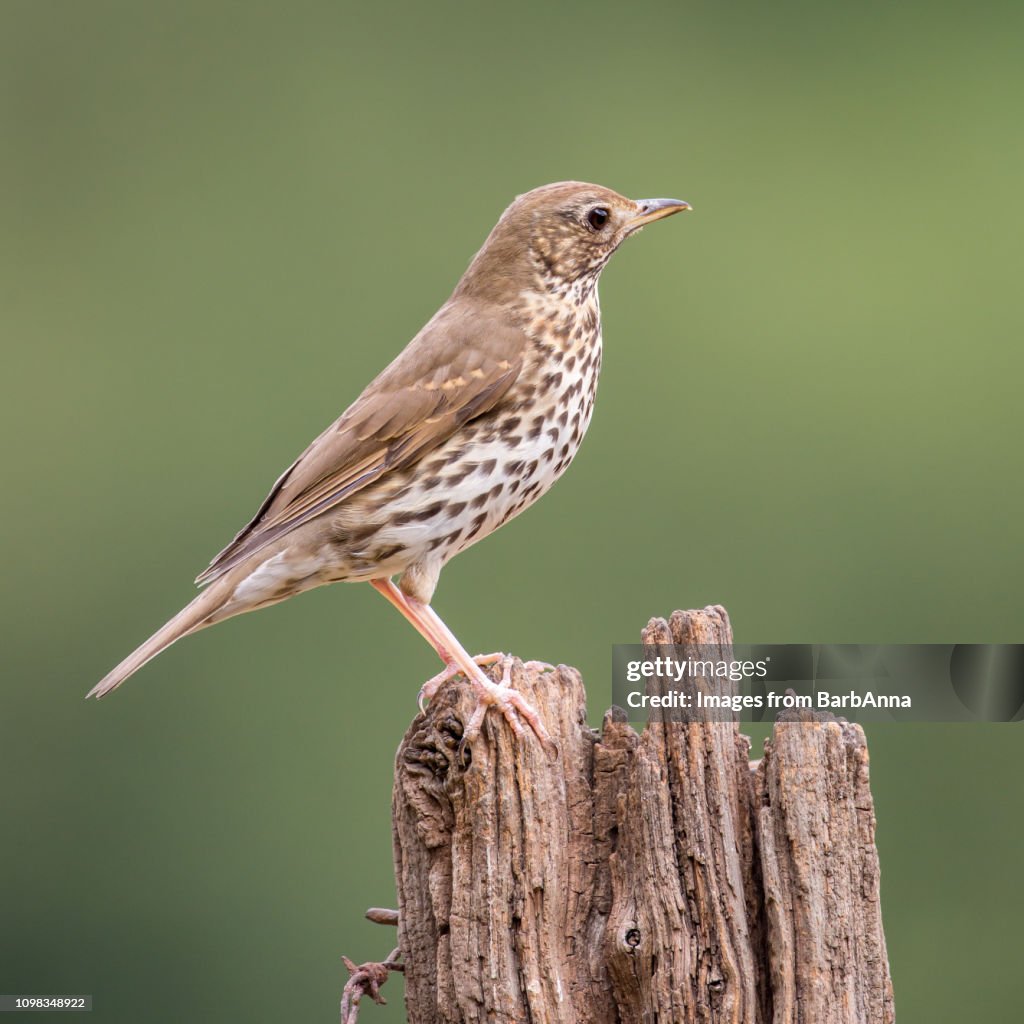 Mistle Thrush on wooden post