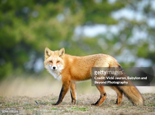 red fox looking at camera with beautiful winter coat at fire island national seashore - an american tail stock pictures, royalty-free photos & images