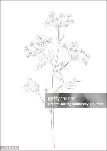ilustraciones, imágenes clip art, dibujos animados e iconos de stock de black and white digital illustration of anise plant - anis