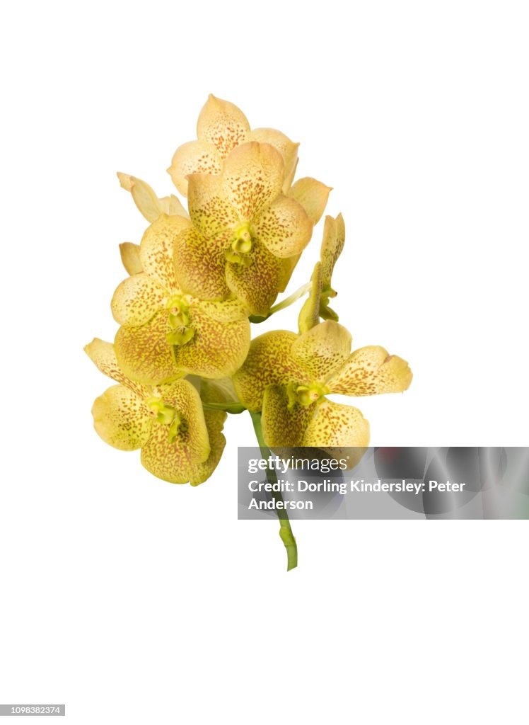 Vanda yellow magic