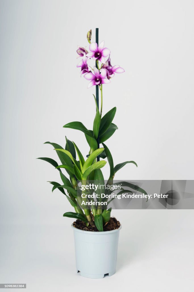 Dendronium polar fire
