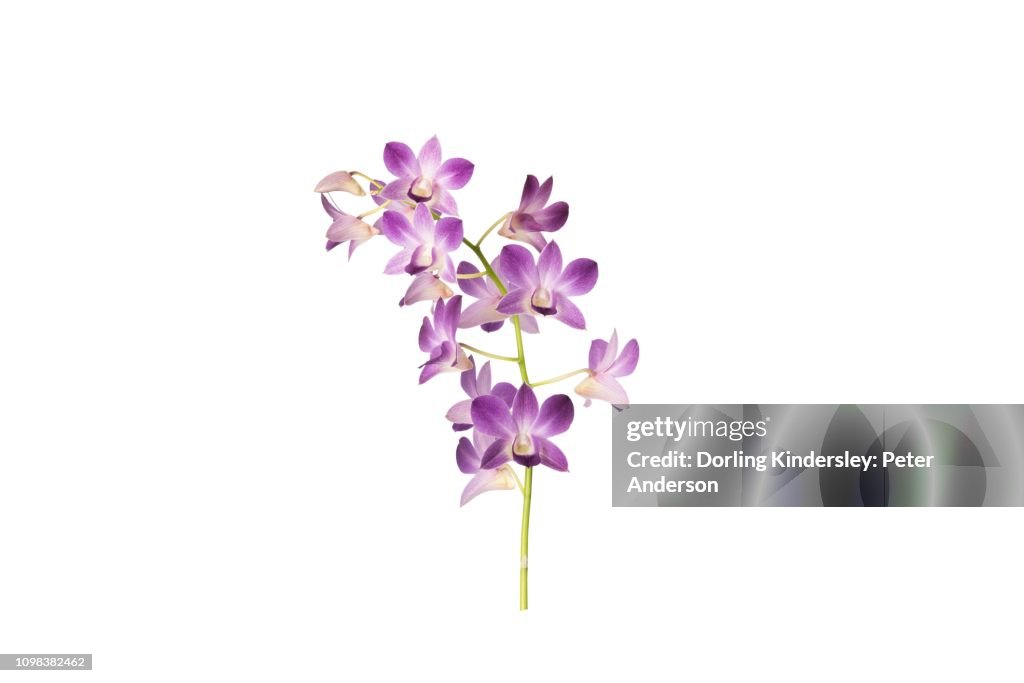 Dendrobium sa nook blue happiness