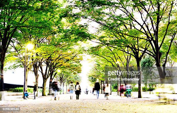 tree lined avenue - high key green stock pictures, royalty-free photos & images