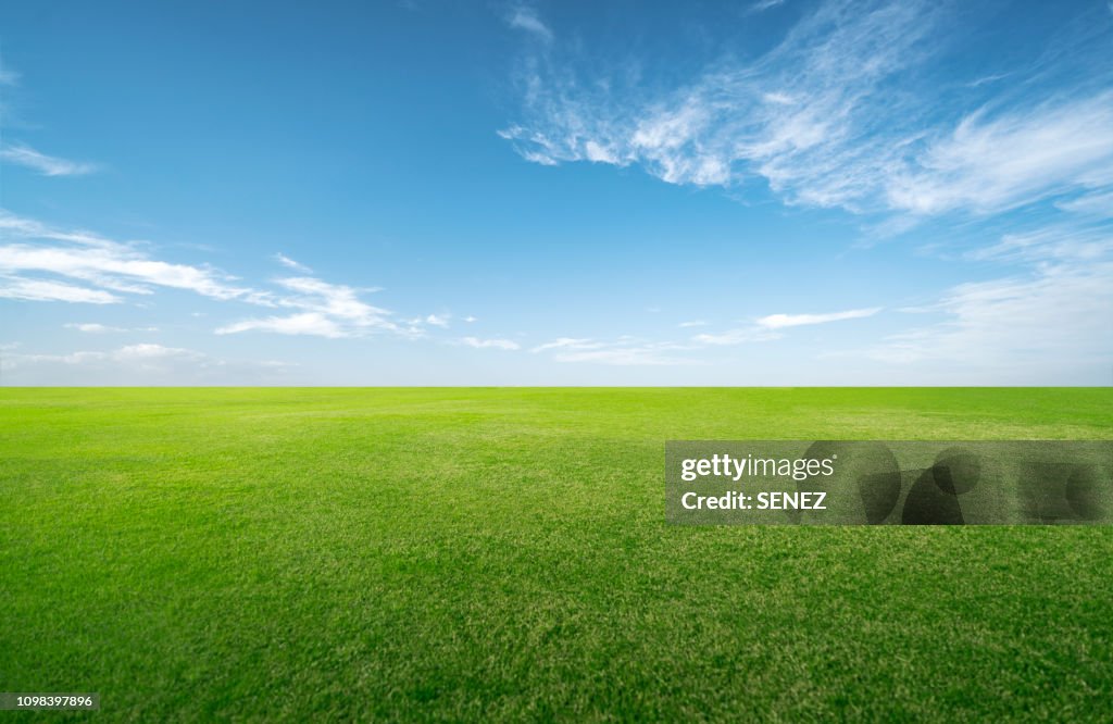 Green grassland and blue sky