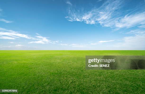 green grassland and blue sky - green grass fotografías e imágenes de stock