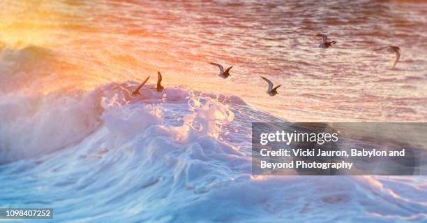 birds in flight over foamy wave at jones beach, long island - wantagh stock pictures, royalty-free photos & images