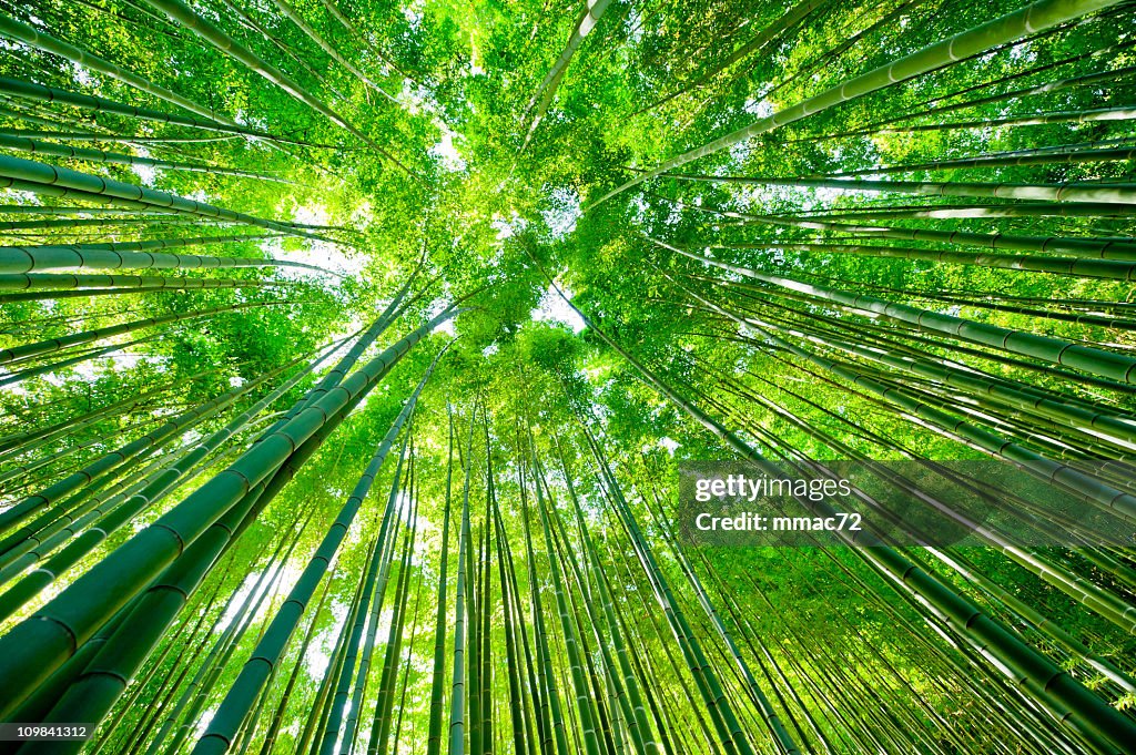 Bamboo Forest