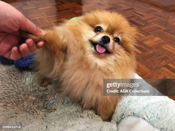 playtime with the furry kid - pomeranian stockfoto's en -beelden