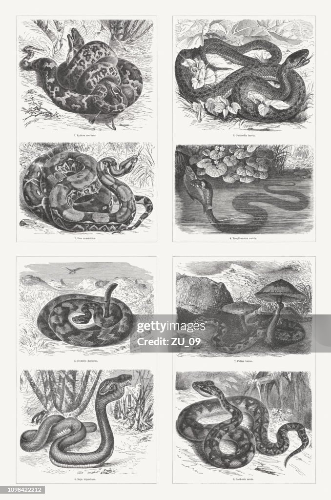 Snakes, wood engravings, published in 1897