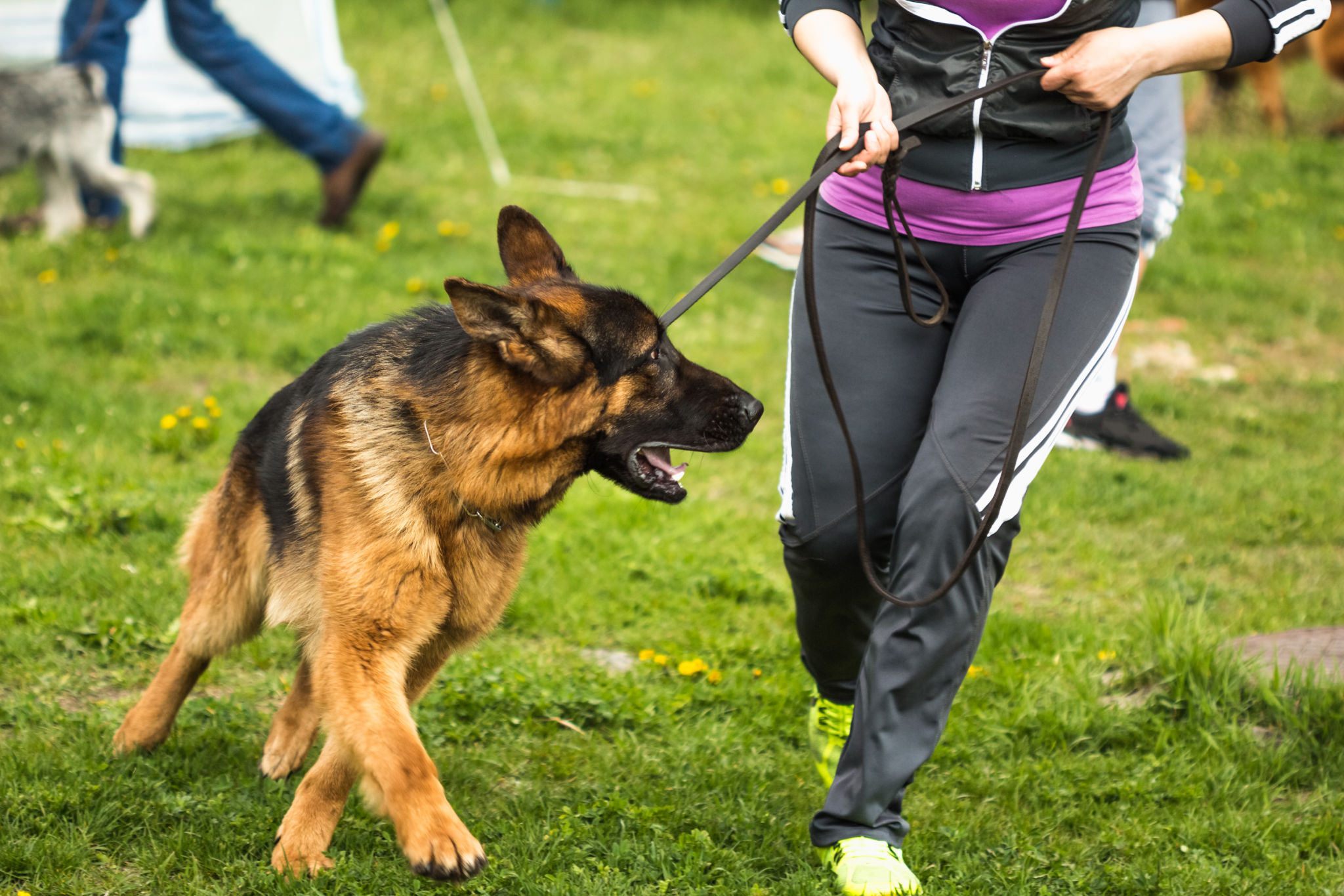 A man with a German shepherd on a leash A man with a German shepherd on a leash