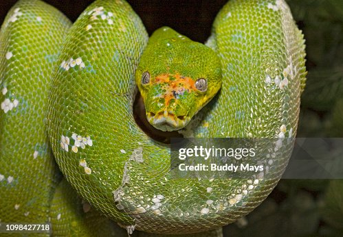 Green Tree Python hanging from a branch Green Tree Python hanging from a branch