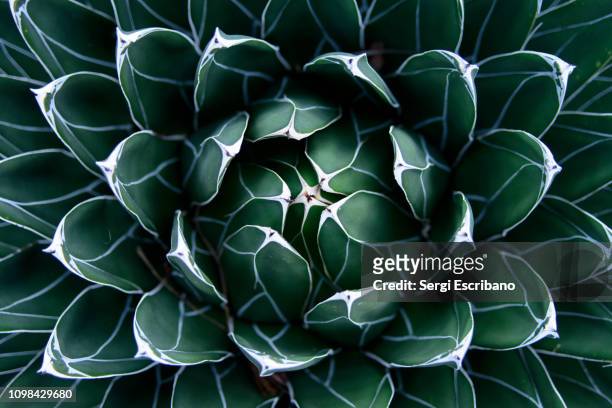 agave victoriae-reginae (queen victoria agave, royal agave) - agave plant stockfoto's en -beelden