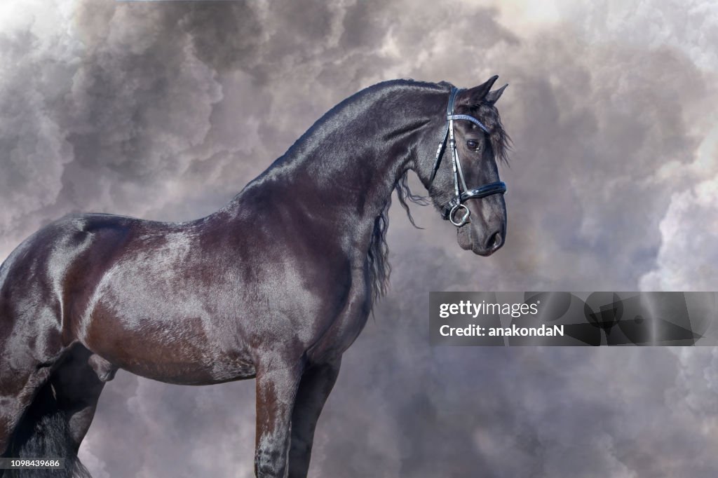 Portrait of beautiful Frisian horse posing against clouds