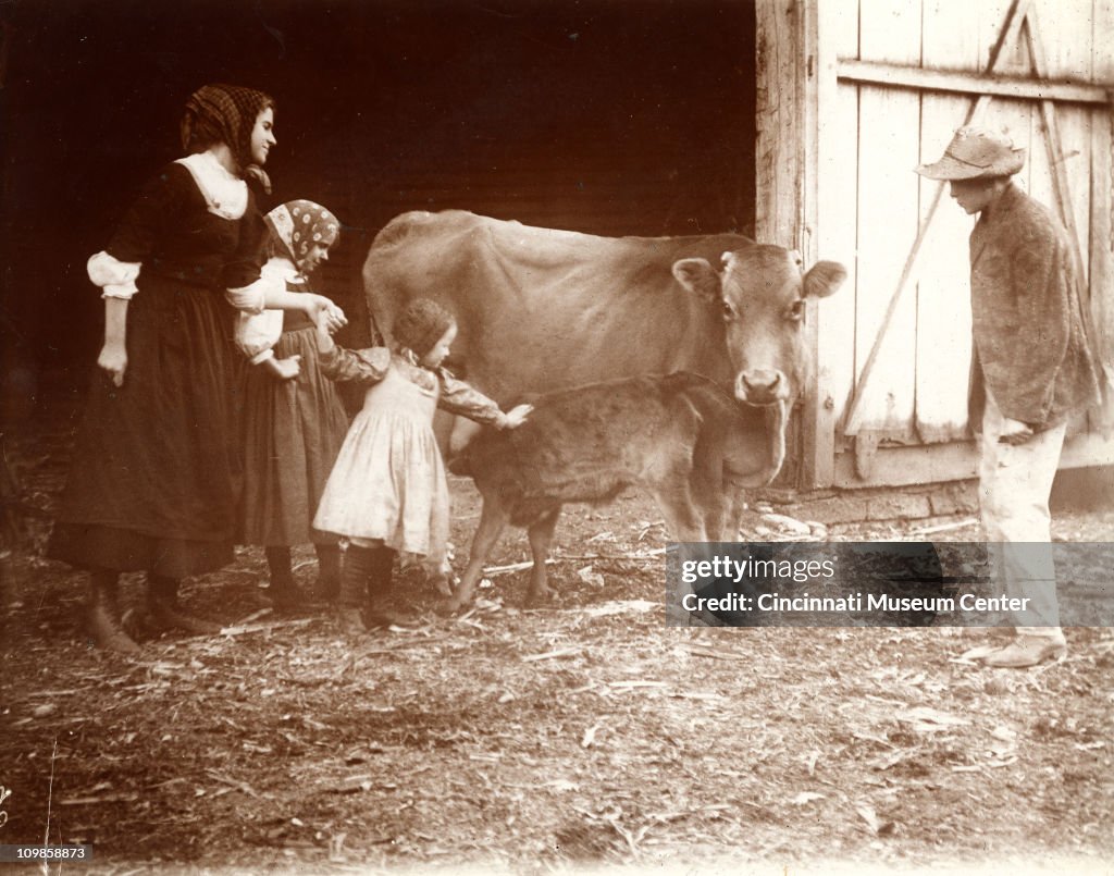 Petting A Calf
