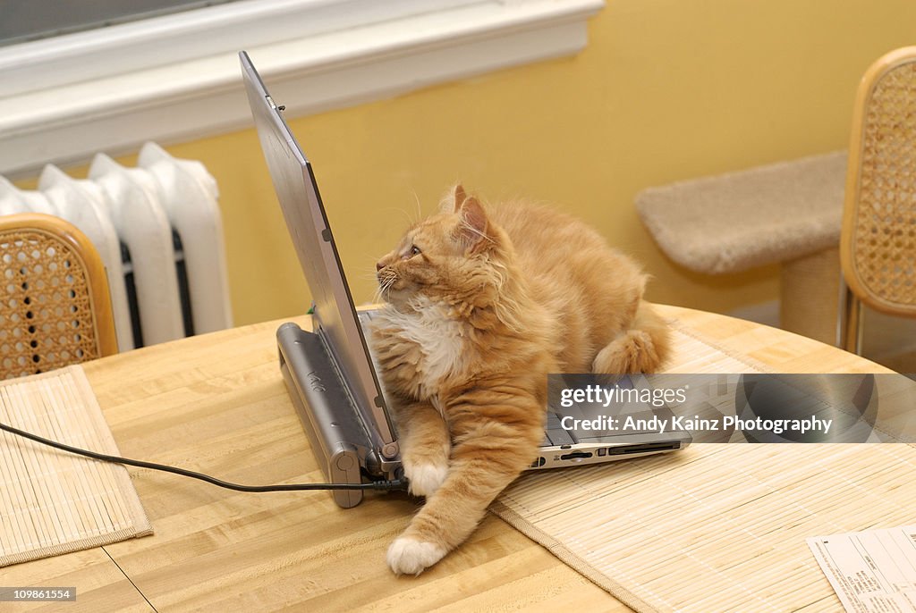 Cat Off Labtop Cat Sitting On Open Laptop Computer High-Res Stock Photo - Getty Images