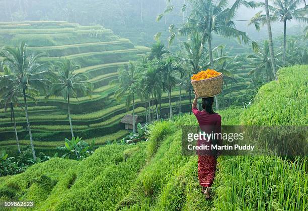woman carrying basket of flowers - indonesia photos et images de collection