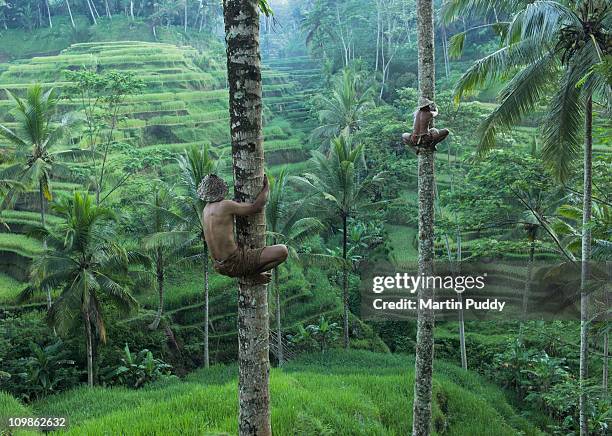 local men climbing coconut trees - ubud rice fields stock pictures, royalty-free photos & images