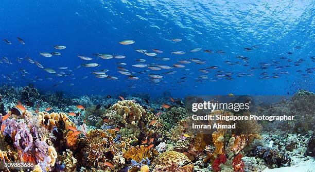 komodo wide - corals stock pictures, royalty-free photos & images