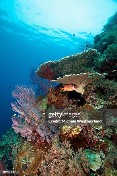 fern's wall reef scene - long jawed squirrel fish stockfoto's en -beelden