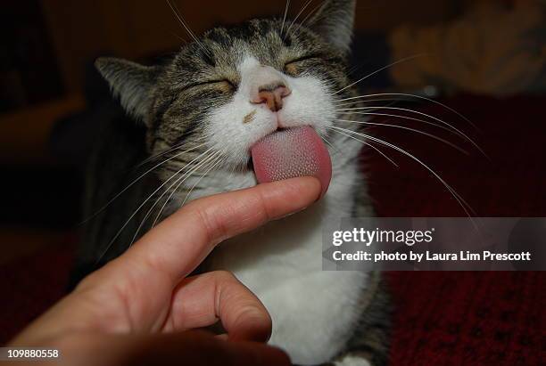 cat tongue texture - licking finger stock pictures, royalty-free photos & images
