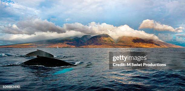 humpback whale vista - hawaii panoramic stock pictures, royalty-free photos & images