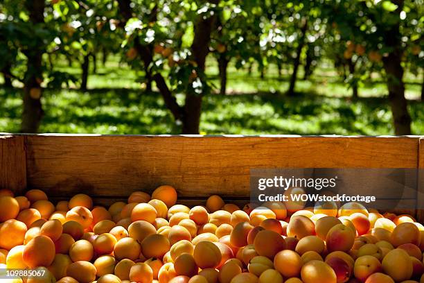 freshly picked apricots in crate - apricot tree stock pictures, royalty-free photos & images