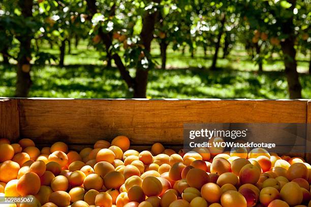 freshly picked apricots in crate - abricoteiro - fotografias e filmes do acervo