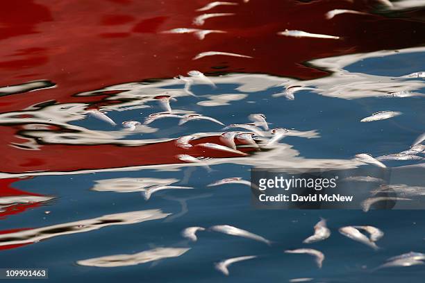 Dead fish float in the reflection of a Redondo Beach Harbor Patrol boat as workers and volunteers continue to clean up millions of dead sardines for...