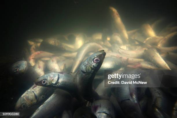 Dead fish float and settle to the bottom of King Harbor as workers and volunteers continue to clean up millions of dead sardines for a second day on...