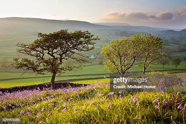 Yorkshire Spring 522 Spring Yorkshire Dales Stock Photos, High-Res Pictures, and Images ...