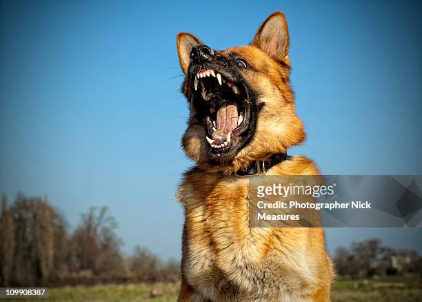mad max - german shepherd angry photos et images de collection