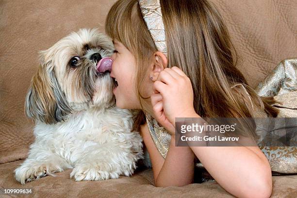 141 Shih Tzu Hair Styles Photos and Premium High Res Pictures - Getty Images