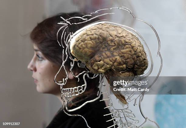 Brain In Real Life Real Human Brain Images Real Human Brain Hi Res Stock Photography And