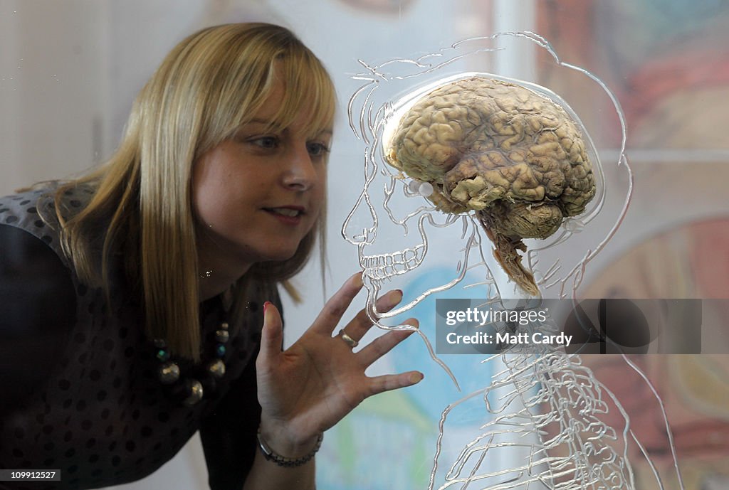 The Real Brain Exhibit @Bristol Science Centre