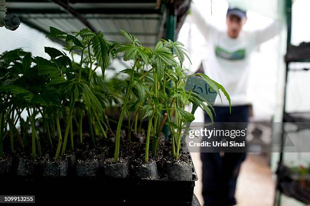 Cannabis plants at the growing facility of the Tikun Olam company on March 7, 2011 near the northern city of Safed, Israel. In conjunction with...