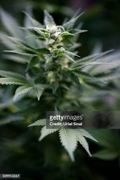 Cannabis plant at the growing facility of the Tikun Olam company on March 7, 2011 near the northern city of Safed, Israel. In conjunction with...